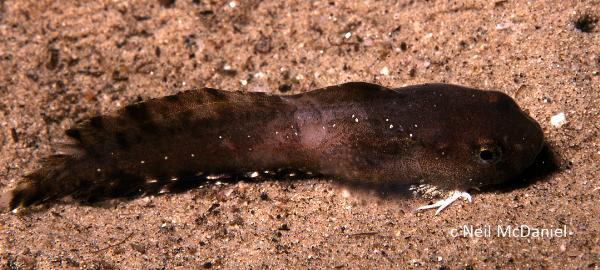 Photo of Liparis pulchellus by <a href="http://www.seastarsofthepacificnorthwest.info/">Neil McDaniel</a>